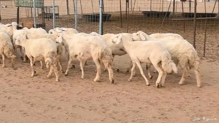 غنم رخال جدعات وثنايا مقاني صغار سن ضان مقاني مراح 20