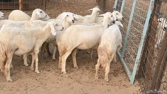غنم رخال جدعات وثنايا مقاني صغار سن ضان مقاني مراح 29