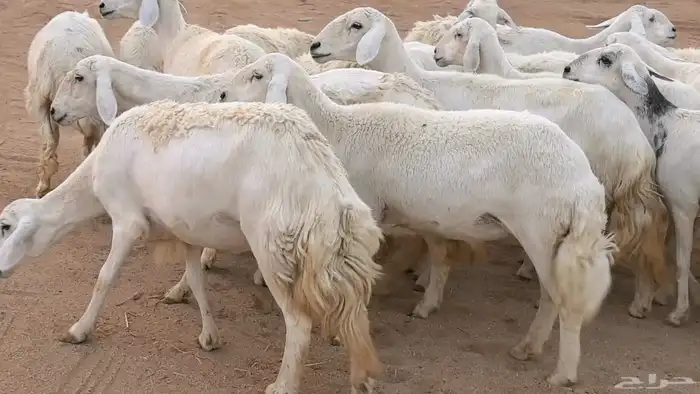 غنم رخال جدعات وثنايا مقاني صغار سن ضان مقاني مراح 47