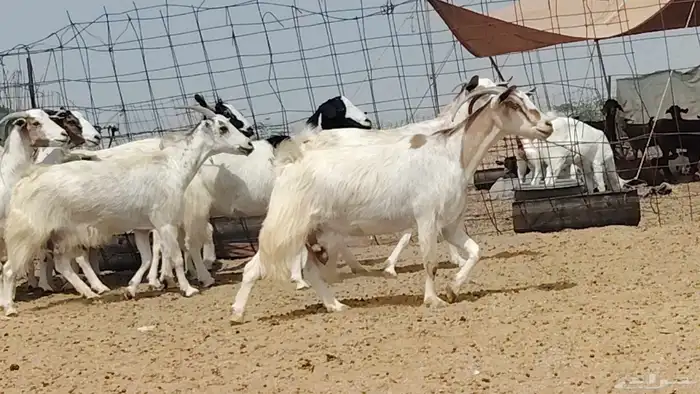 معزه مصريات للبيع العدد 9 روس 3