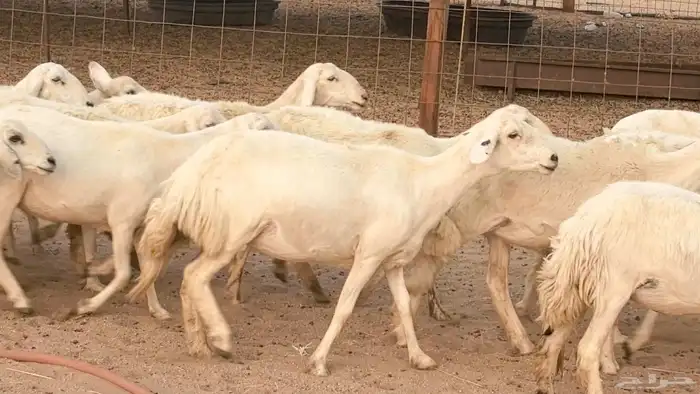 غنم رخال جدعات وثنايا مقاني صغار سن ضان مقاني مراح 24