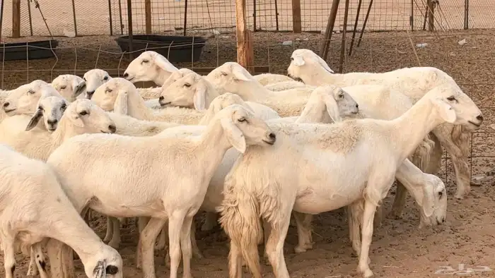 غنم رخال جدعات وثنايا مقاني صغار سن ضان مقاني مراح 9