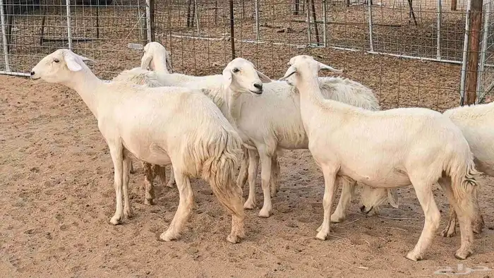 غنم رخال جدعات وثنايا مقاني صغار سن ضان مقاني مراح 21