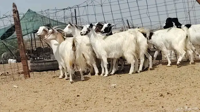معزه مصريات للبيع العدد 9 روس 2