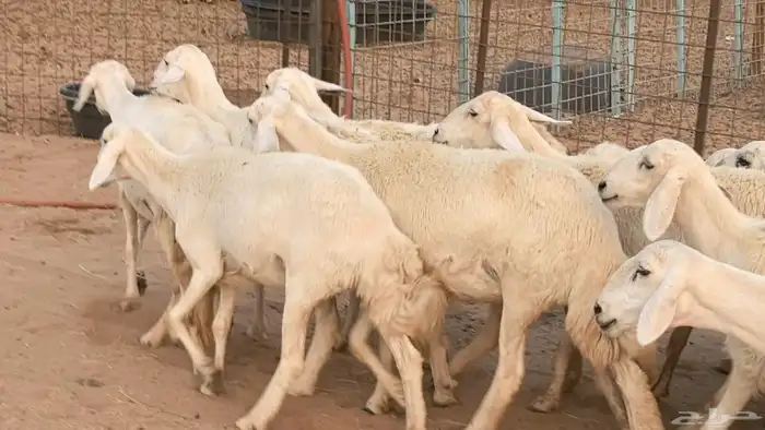 غنم رخال جدعات وثنايا مقاني صغار سن ضان مقاني مراح 33