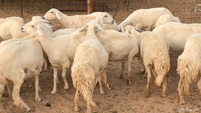 غنم رخال جدعات وثنايا مقاني صغار سن ضان مقاني مراح 27