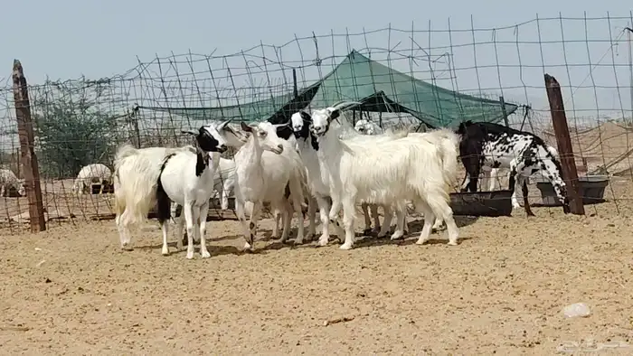 معزه مصريات للبيع العدد 9 روس 9
