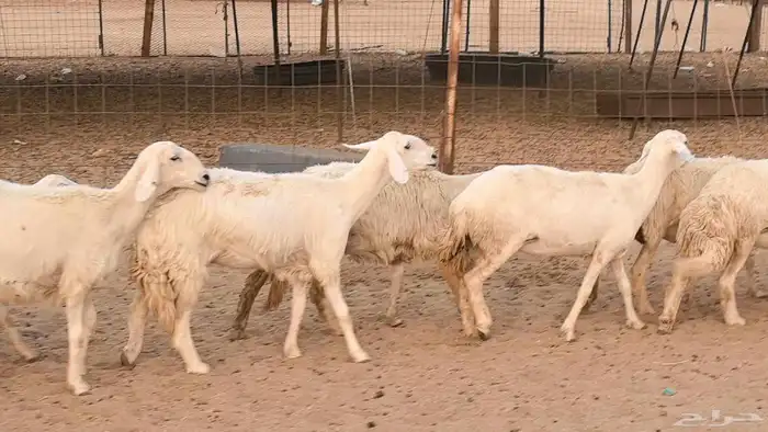 غنم رخال جدعات وثنايا مقاني صغار سن ضان مقاني مراح 12