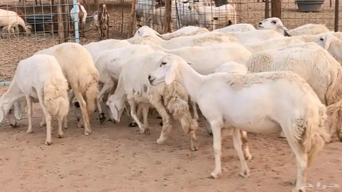 غنم رخال جدعات وثنايا مقاني صغار سن ضان مقاني مراح 34