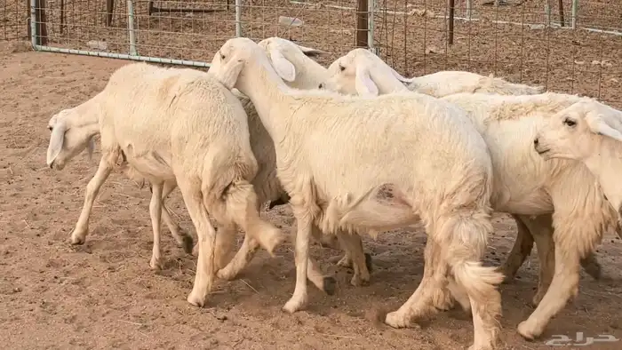 غنم رخال جدعات وثنايا مقاني صغار سن ضان مقاني مراح 19