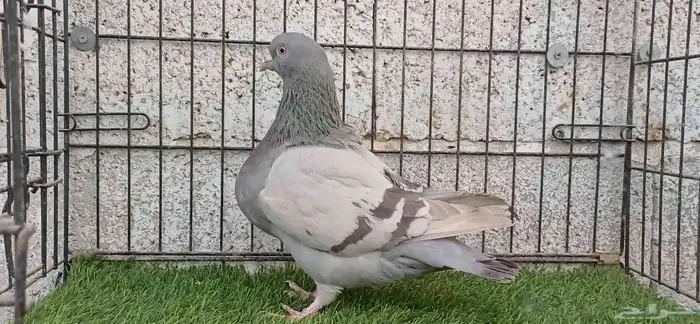 فرش براون بار حمام زينه 1