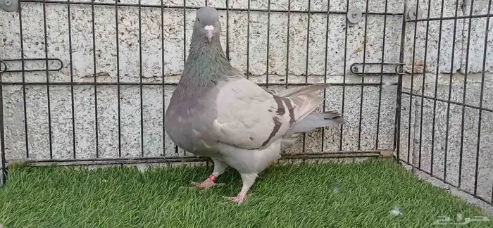 فرش براون بار حمام زينه 2