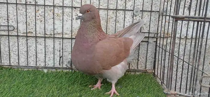 فرش براون بار حمام زينه 0