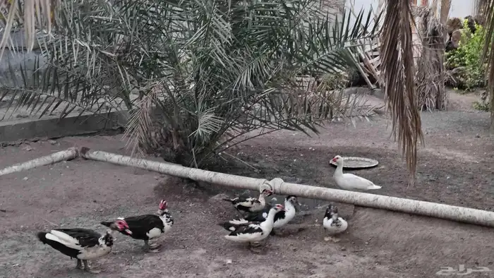بط مصري 2