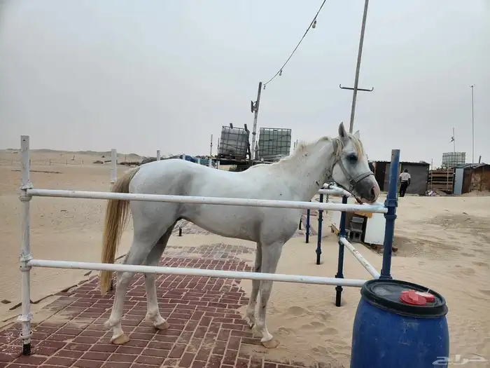حصان شعبي للبيع 6