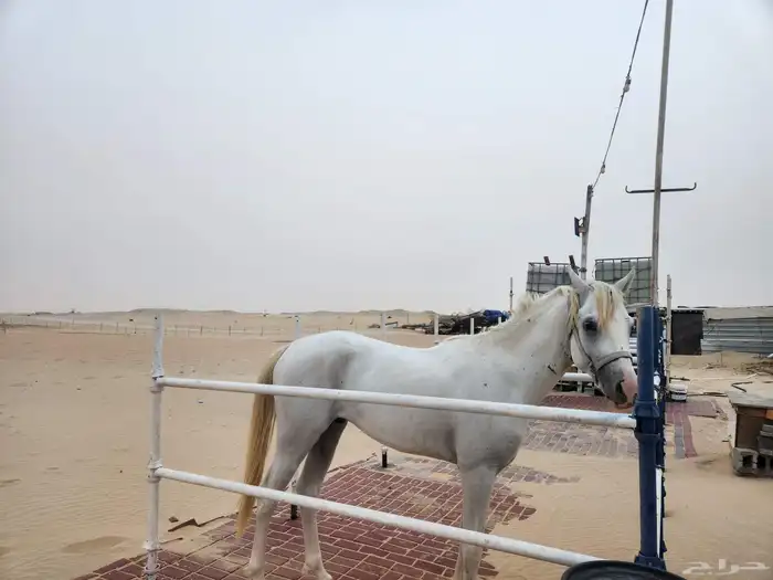 حصان شعبي للبيع 5