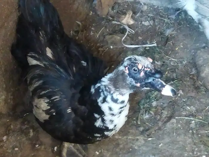 ذكر بط للبيع مصري وثلاث اناثي 3