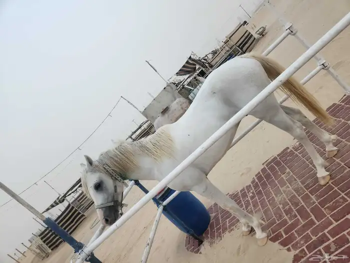 حصان شعبي للبيع 2