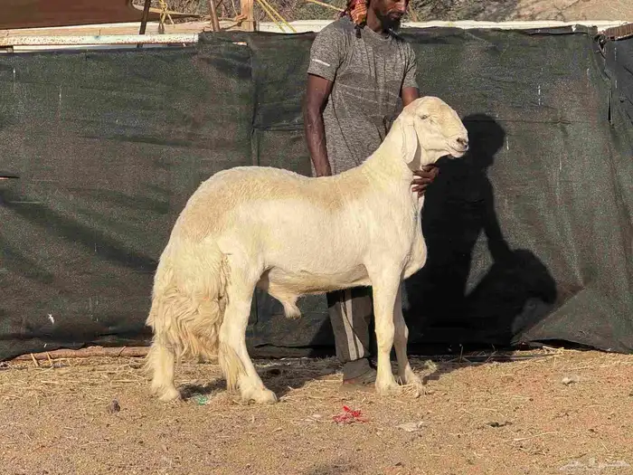 مشروع فحل حري صنف 0