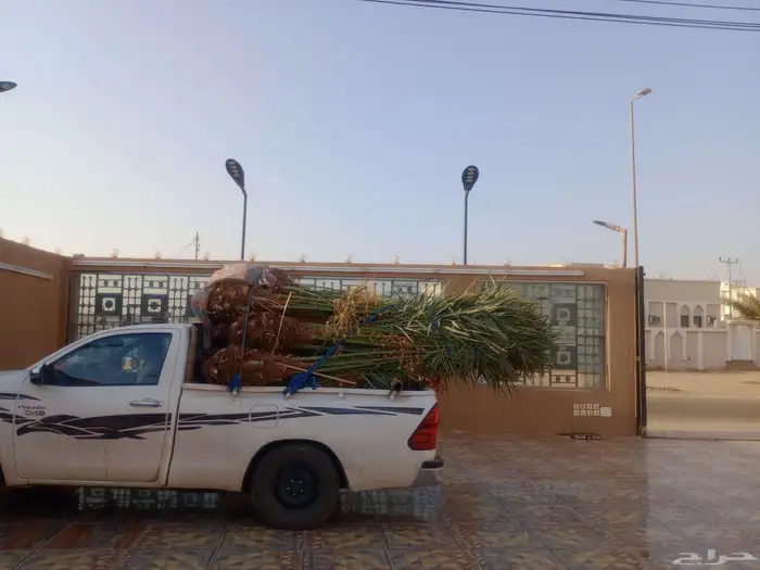 يوجد لدينا جميع انواع النخيل متواجد لدينا مثمره 1