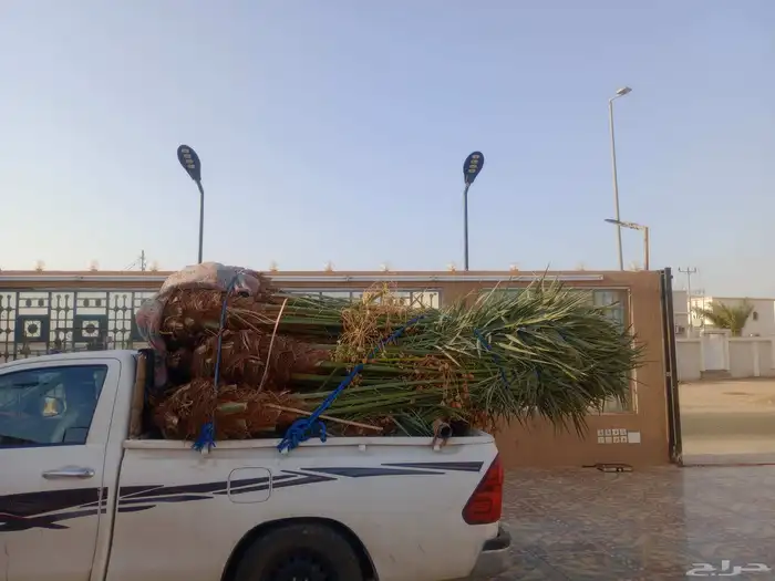 يوجد لدينا جميع انواع النخيل متواجد لدينا مثمره 0