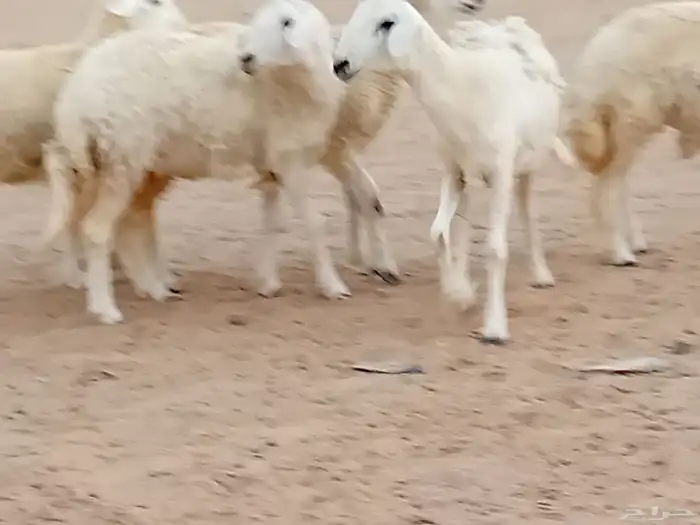 رخال حريت حرش العدد 6 راس 4