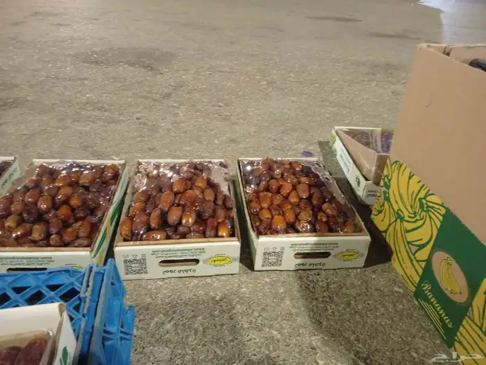 لبيع صقعي مجدول ونانه حلوه 2