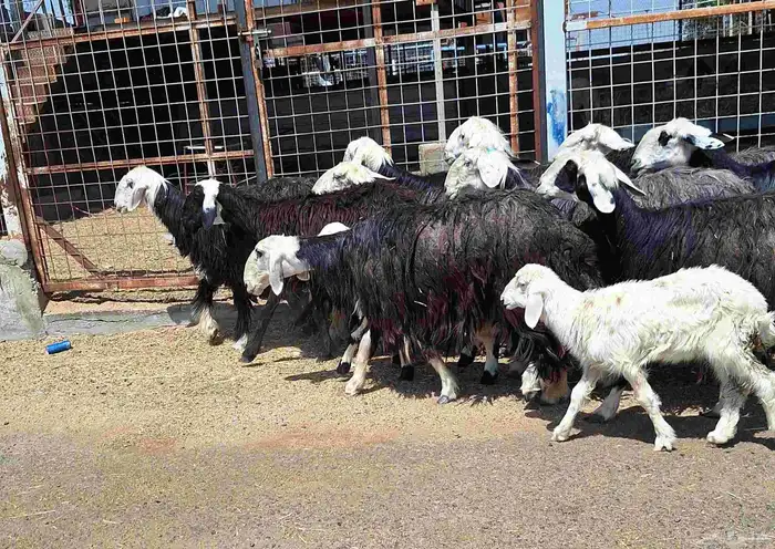 غنم نجدي صنف دفيع وخلفات العدد 11 با الفحل تحتها 2 14