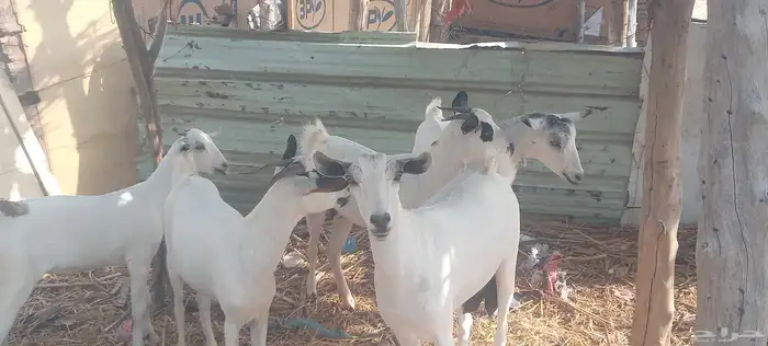غنم 1