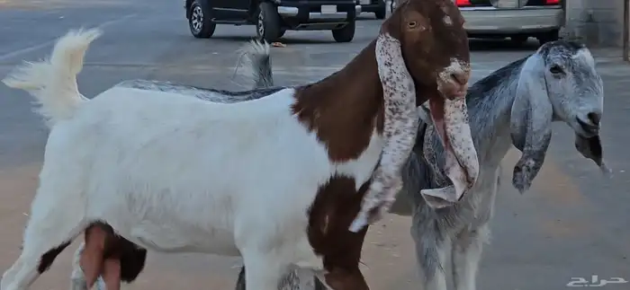 3 معزا جم دفيع شرط توم على 2 فحص سونار 1