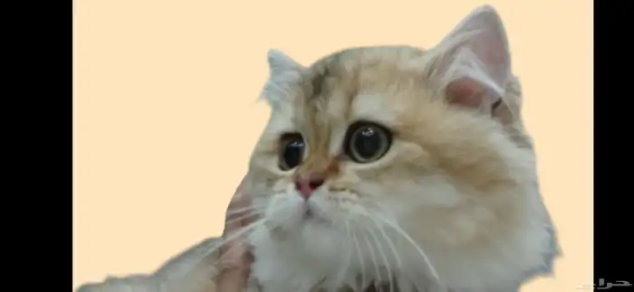 برتش جولد لونج هير لون نادر 2