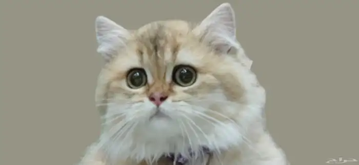 برتش جولد لونج هير لون نادر 0