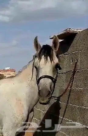 حصان شعبي شيخ 1