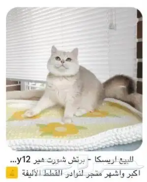 قطه سكوتش للبيع 4