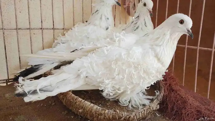 زوج وطبه مفتل 1
