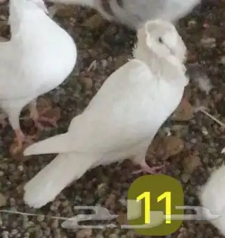للبيع انواع حمام ومنتجه 8