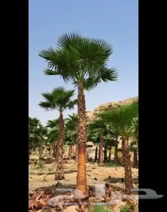 نخل وشنطونيا لبيع 5