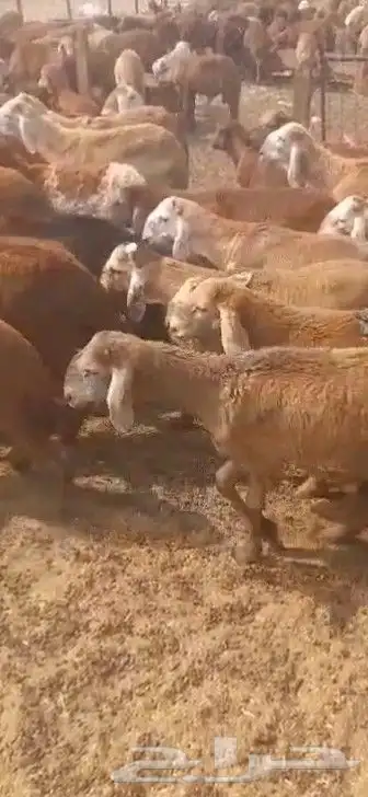 سواكن 1