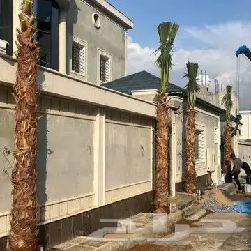 نخل وشنطونيا لبيع 0