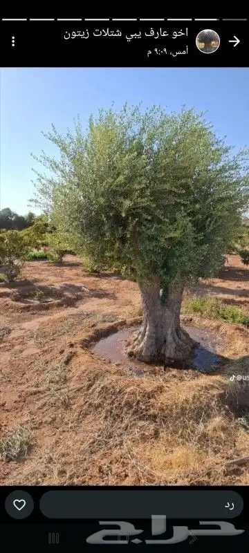 جشر زيتون نيبالي للبيع 0