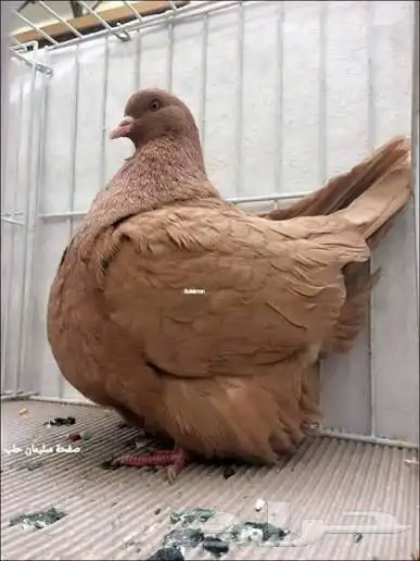 حمام فرنسي نوع الفرش 1