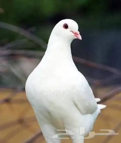 حمام فرنسي لاحم منتج البيع بالعشه كامله 0