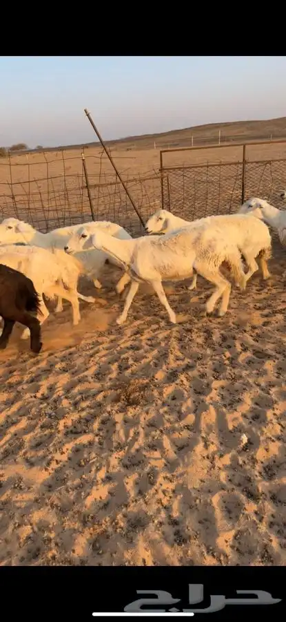 غنم خلفات للبيع 14 تحتها 14 0