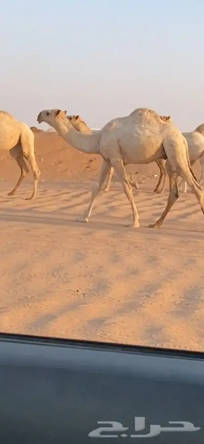 للبيع قعود مشروع فحل وعلى جميع الشروط 1