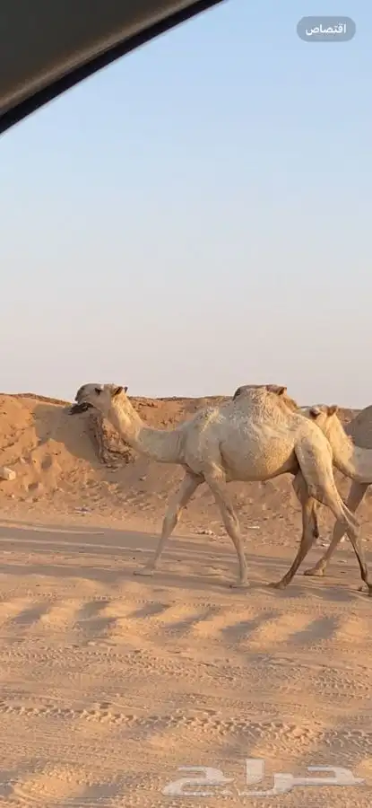 للبيع قعود مشروع فحل وعلى جميع الشروط 0