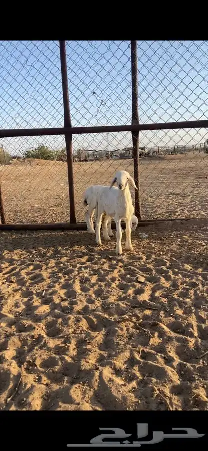 خروفين حرش ترضع اي شي 0