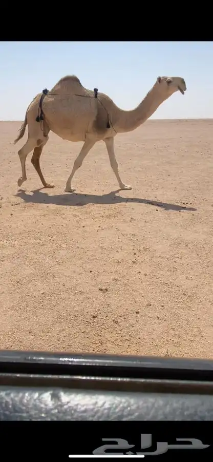 لقحه كفو 0