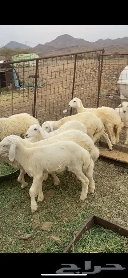 طليان و رخال 2