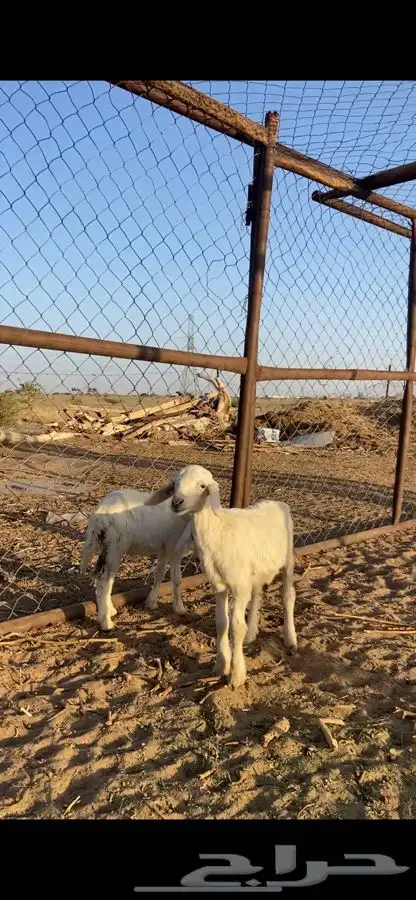 خروفين حرش ترضع اي شي 1