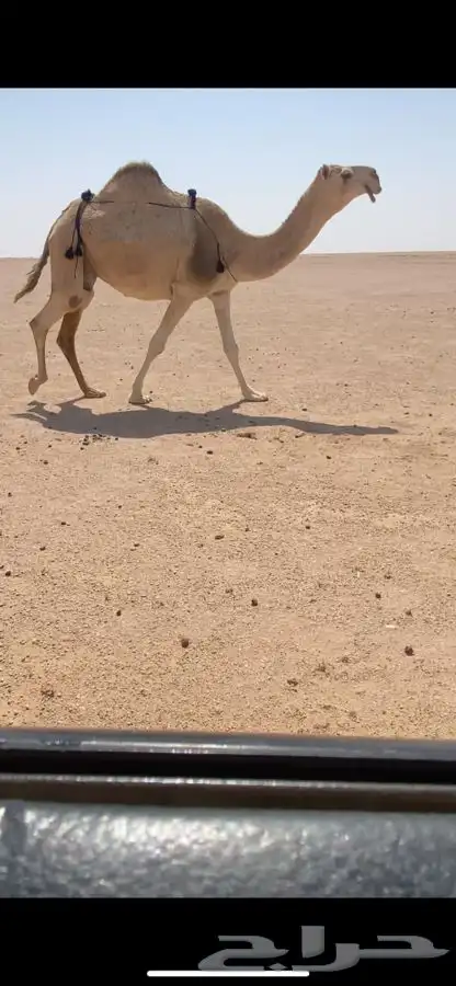 لقحه كفو 1